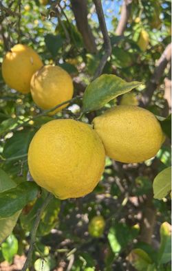 Organic lemons