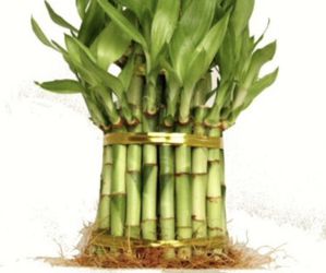 Lucky bamboo plants 6 inches