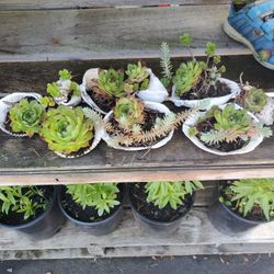 Succulent Plant Each $5