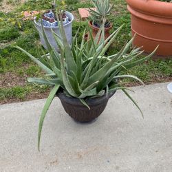 Big Aloe Vera Plant