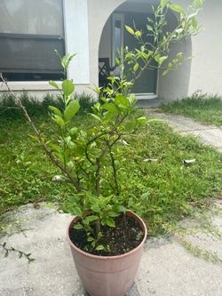 Lime plant (planta de limon $35