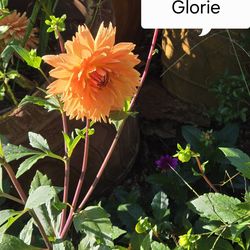 Dahlia Plants Noordwijks Glorie $5 each