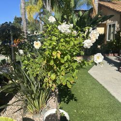 White Rose