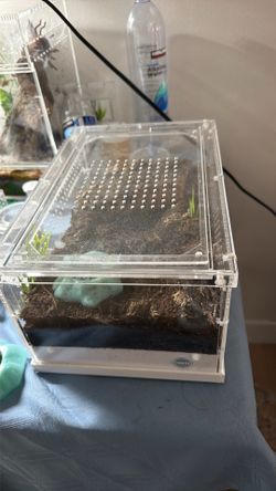 Thrive terrarium for spider