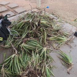 Freshly pulled aloe Vera plants