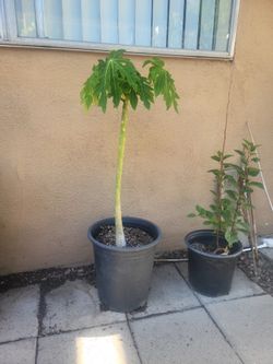Papaya tree