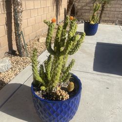 Succulent Garden (2 Pots) Selling As A Set 