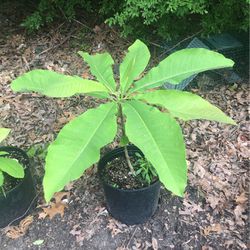 Big Leaf Magnolia 1-2’