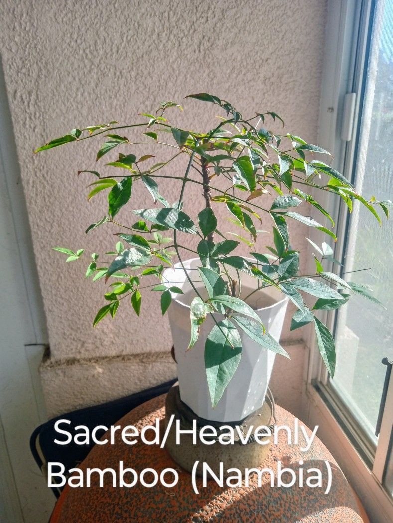 Dwarf Sacred Bamboo Growing Hydroponicly
