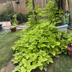 Sweet Potato Vine 