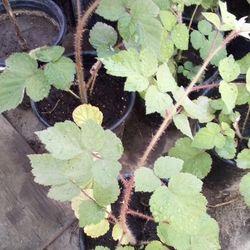 🍇Latham Raspberry Plant (Frambuesa)