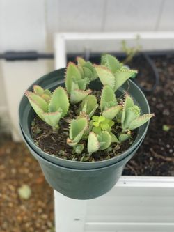 Mother Of Thousands 