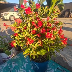Monkey flower burts plant