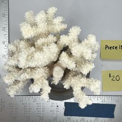 Coral - Natural Ocean - 2 Of 2