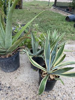 Diferentes Plantas Clases