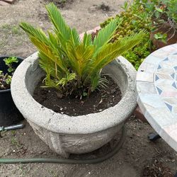 Sago Palm (Cycad)