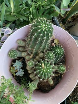 Cactus  Color Morado Quiero $ 30  Y otras Plantas Mas 