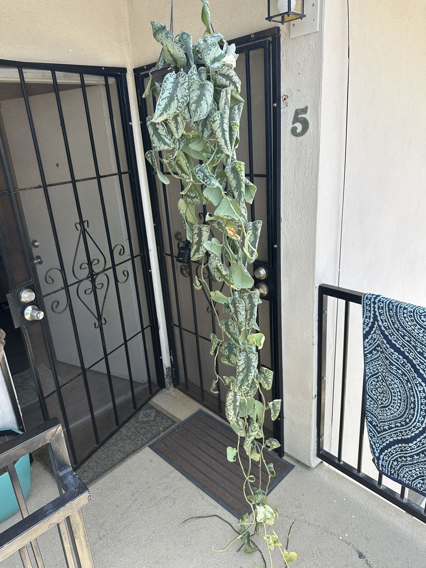 House Plant