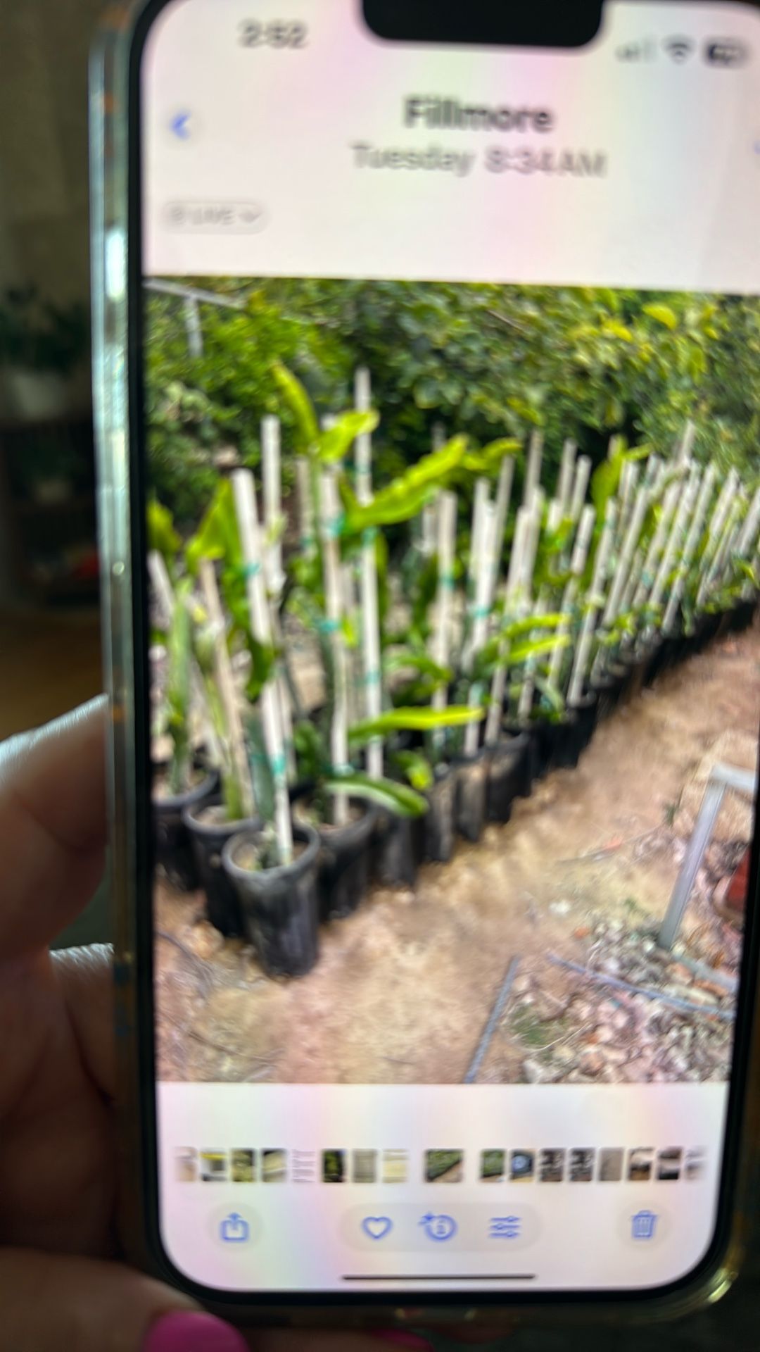 Dragon Fruit Plant
