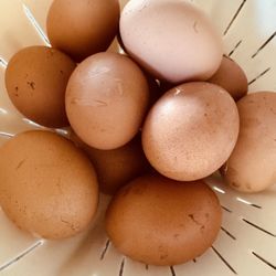 Farm fresh jumbo eggs