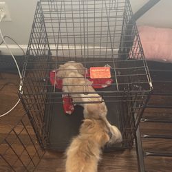 Dog Cage Need Gone ASAP