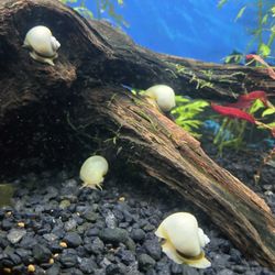 Mystery Snails 