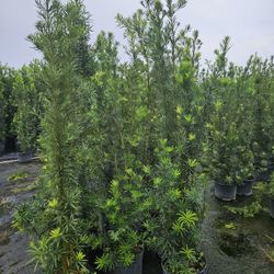 Best podocarpus  in Florida 3 feet $ 9.50 , 4 to 5  $19  huge 6 to 7 feet tall Instant  privacy  fence  $35   8+ feet tall 10 feet tall available 