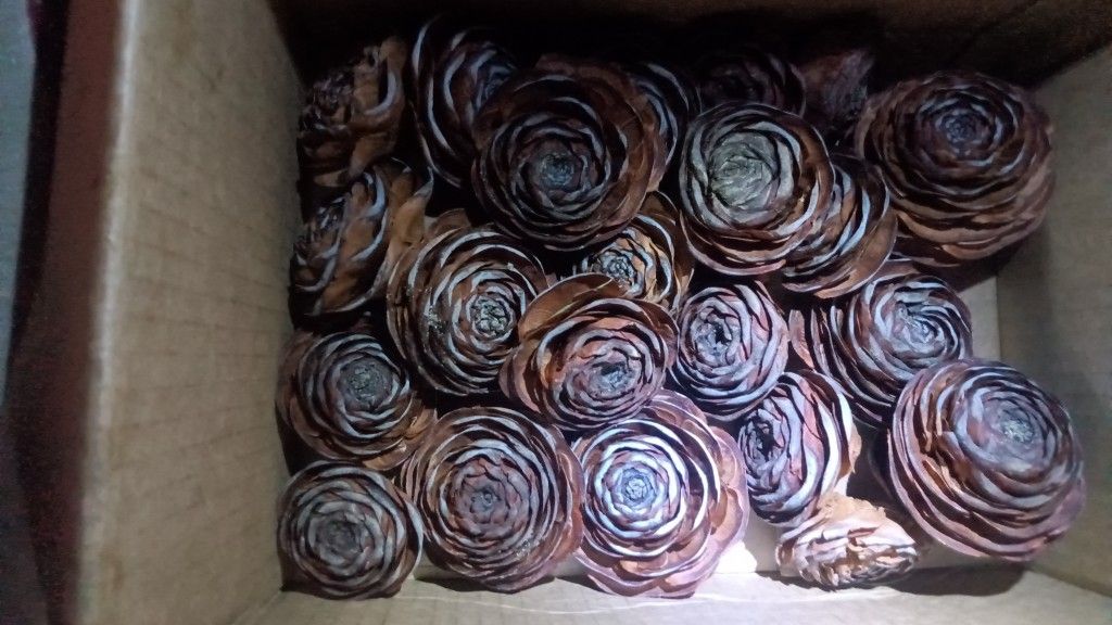 Cedar Roses Pack Of 12