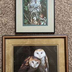 Framed Pictures Of Owls