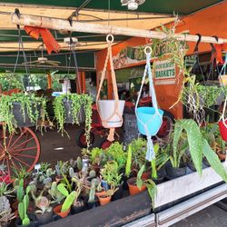 2/10-11 This Weekend Selection At Jason's Local Garden Located In New River Grove In Davie  5660 Griffin Road 10% Off For Offer Up Customers 