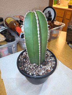 Cactus