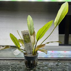 ECHINODORUS ALTLANSBERG Live Aquarium Plant