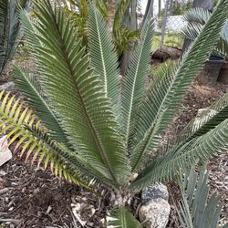 Dioon Golden Merolae