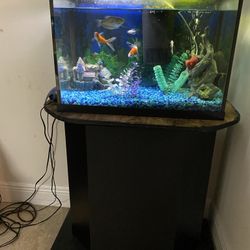 20 Gallon Fish Tank