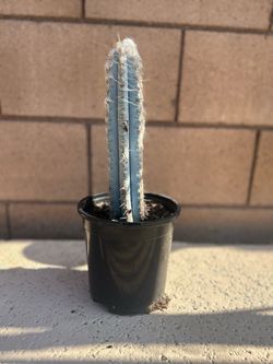 Smaller Blue Torch Cactus