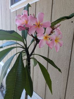 Plumeria Plant. (Hawaiian Plant)