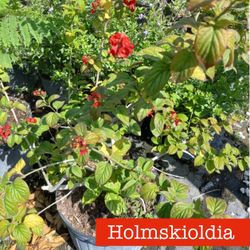 Holmskioldia Plants $35