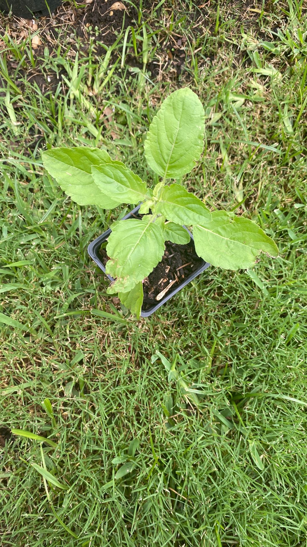 Tulsi Basil