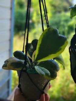 Beautiful plants for sale