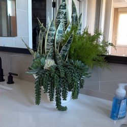 Decor Plant 