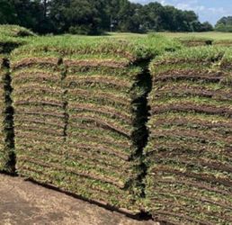 Fresh Pallets Of St Augustine Sod