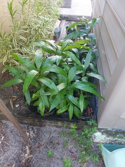 Haitian mango corne trees