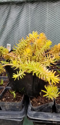 Sedum Angelina Sedum Rupestre Angelina plant