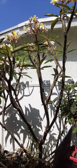 Plumeria 