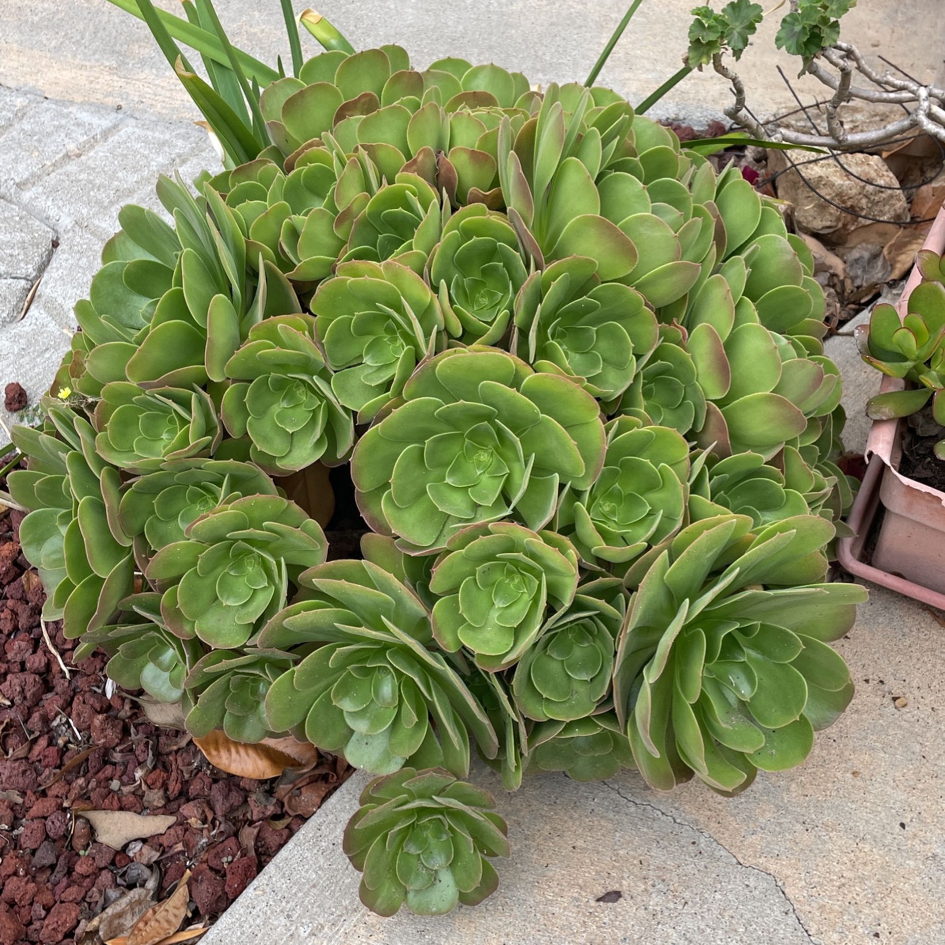 Succulent cutting $1