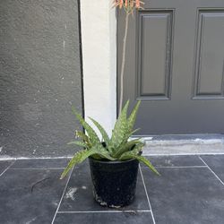 Aloe Vera Plant