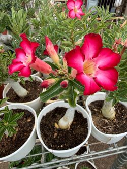 Desert Rose