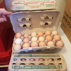 Fresh Organic eggs 
