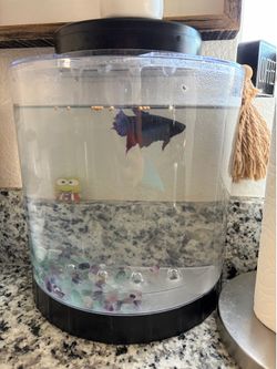 Blue betta