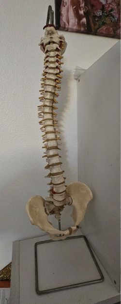 Vintage Human Spine Anatomical Model with Pelvis